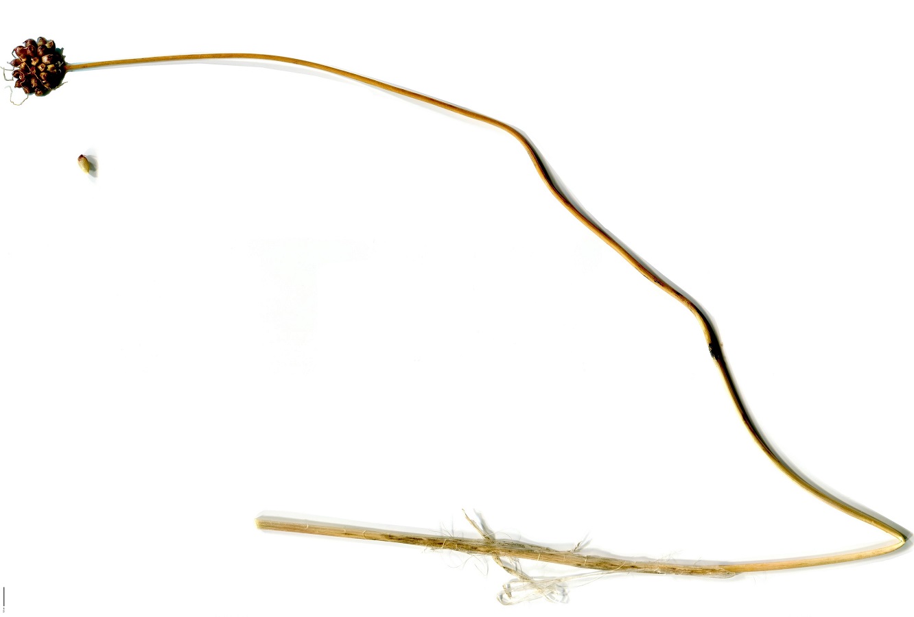 Allium vineale var. compactum (Amaryllidaceae)